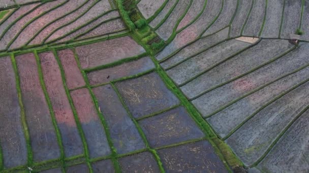 Aerial Birds Eye View Rice Fields Sunset Golden Reflection — стоковое видео