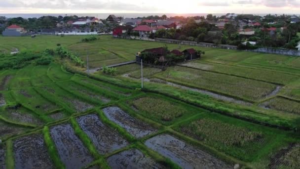 Rising Shot Bali Ricefields Reveals Ocean Sunset Canggu — Stok video