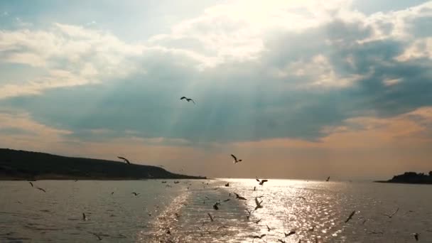 Sunset Boat Followed Flock Seagulls Lake Albert Uganda — стокове відео
