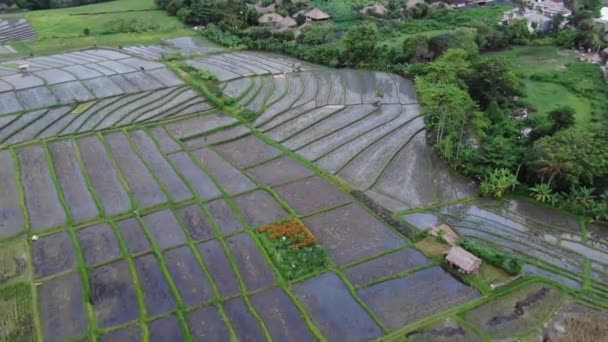 Aerial Shots Golden Ricefields Sunset Going Luxury Villa Compound — Wideo stockowe