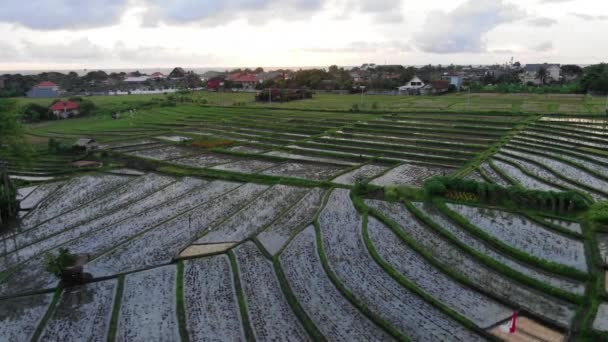 Slow Moving Aerial Establishing Shot Indonesia Rice Paddies Bali — Stok video