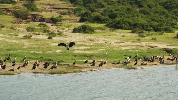 Flock Birds Shore Lake Albert Uganda — стокове відео