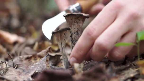 Harvesting Wild Black Trumpet Mushroom — Vídeo de Stock