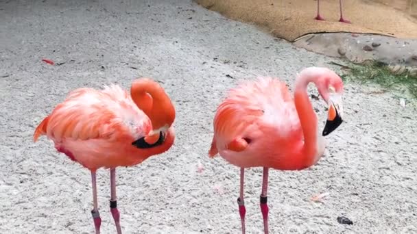 Group Colorful Adult Flamingos Standing Next Pond Some Grooming Themselves — Stockvideo