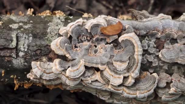 Panning Wild Turkey Tail Mushrooms — Stockvideo