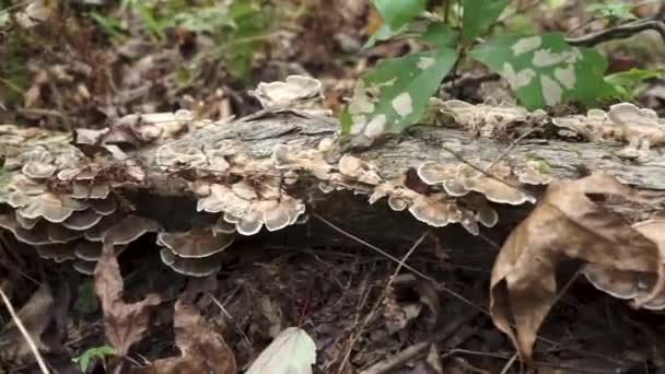 Wild Turkey Tail Mushrooms Pan Screen — стоковое видео