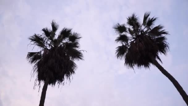 Съемки Palm Trees Sunset — стоковое видео