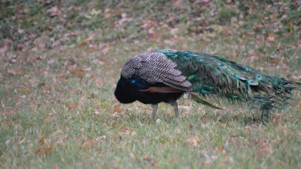 Colorful Peacock Walking Eating Grass — Stockvideo