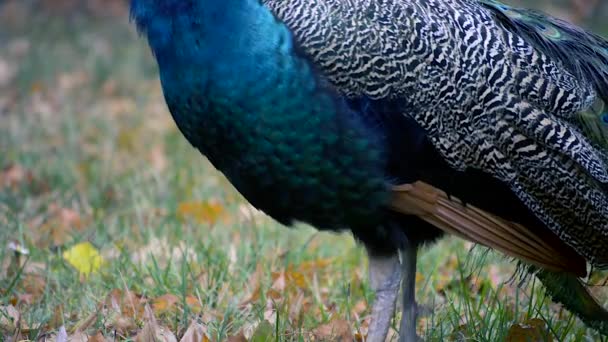 Blue Peacock Walking Green Grass Close — Vídeos de Stock