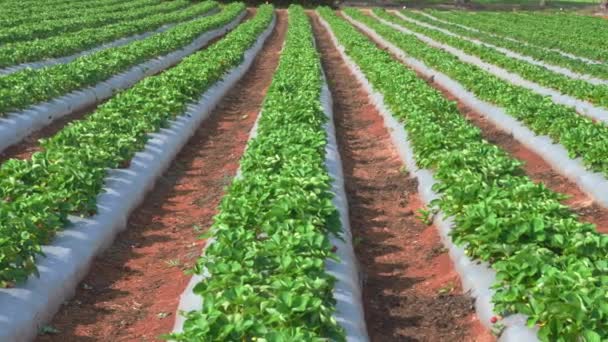Strawberry Field Pan Rows — Stockvideo