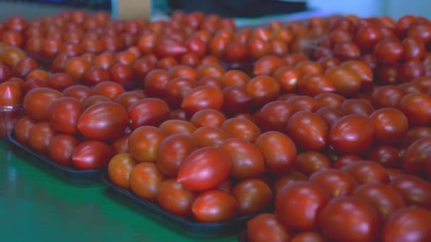 Fresh Packaged Roma Tomatoes — Stok video
