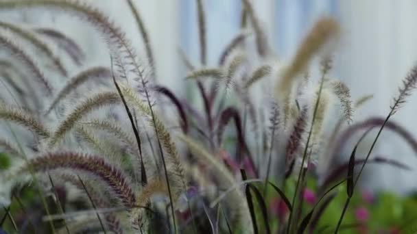Close Cat Tail Plants Blowing Wind Slow Motion — Stock video