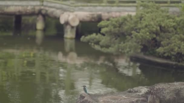 Orbit Shot Kingfisher Chinese Parc Leaves Shot Fishing — Stockvideo