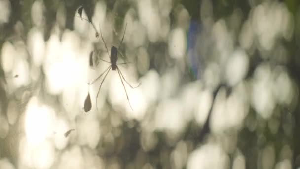 Tropical Spider Center Her Web Forest Sunset — Videoclip de stoc