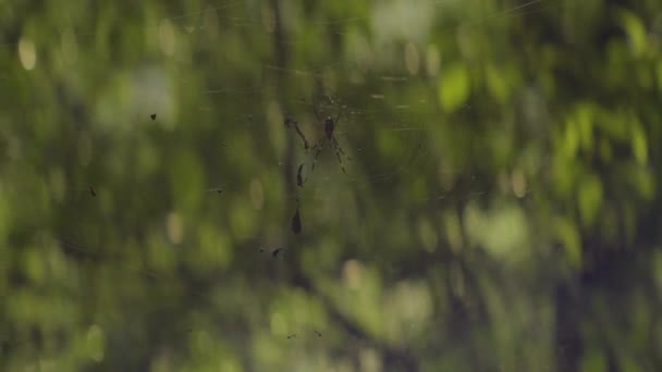 Tropical Nephila Pilipes Know Orb Spider Center Its Web Tropical — Vídeo de Stock