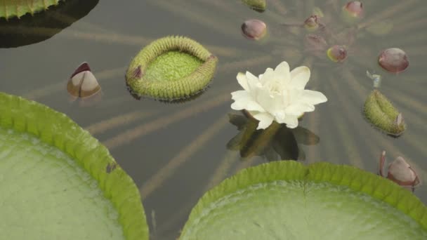 Panning Shot Big Water Lilies Chinese Zen Parc Middle City — Vídeo de Stock