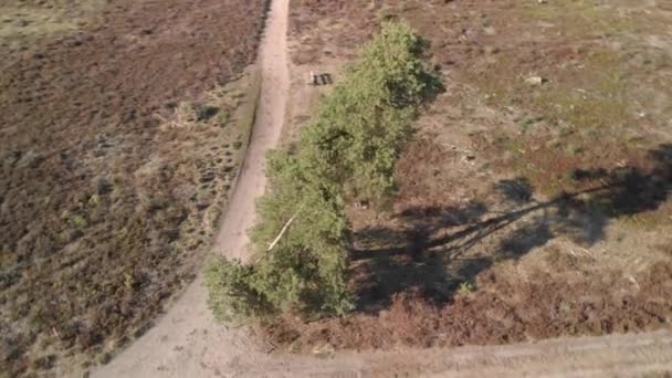 Aerial View Circling Pine Tree Crossing Roads Dry Moorland Netherlands — Stockvideo