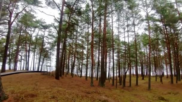 Walking Northen Baltic Pine Forest Latvia Getting Lost Enjoy Nature — Vídeo de stock