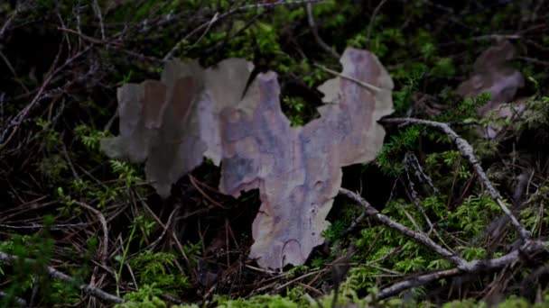 Pine Bark Who Falls Ground Stays Moss — Stockvideo