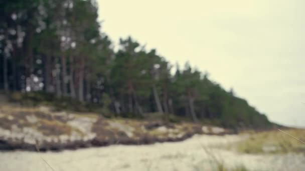 Girl Beach Automne Baltic Sea Pine Forest Latvia — Stock video