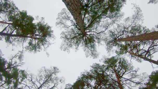 Turning Canopy Baltic Pine Forest Next Latvian Sea Coast Shot — Stock video