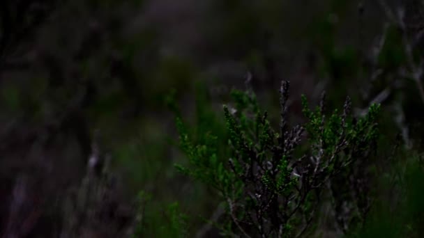 Берегова Лінія Лісом Великою Різноманітністю Флори — стокове відео