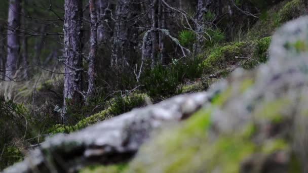 Coastline Flora Green Moss Lichens Pines — Vídeo de Stock