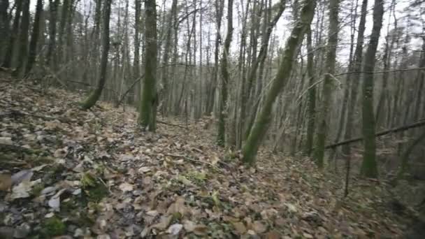 Middle Forest France Which Word War Still Full Metal Sticks — Video