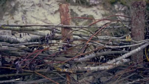 Fence Baltic Sea Coastline Wood — Stok video