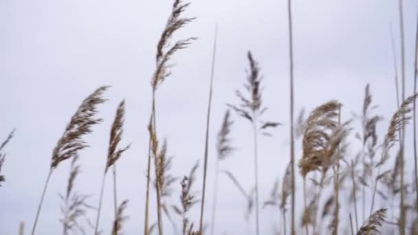 Windy Evening Swamp Cold Breeze Moving Grains — Stok video