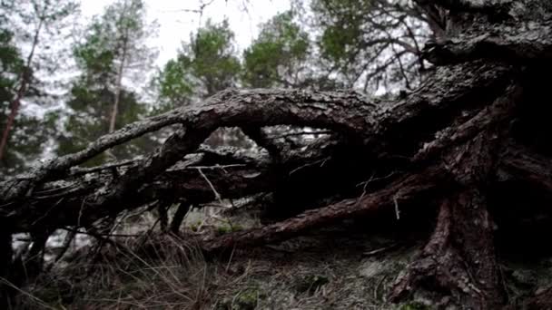 Coastline Pine Forest More Hundred Years Old Roots — Video Stock