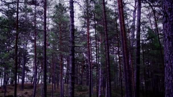 Variety Coastline Plants Pine Forest — Stok video