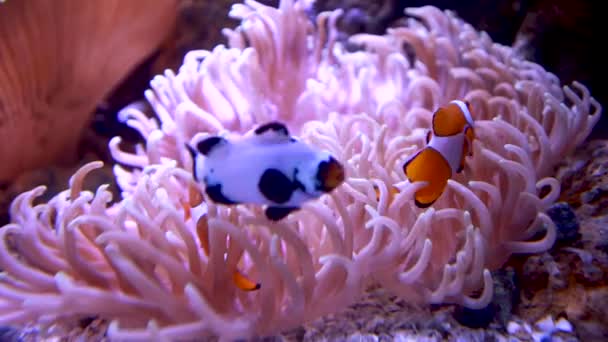 Orange Clownfish Swimming Pink Anemone Feeling Right Home Neighbour Passing — Vídeo de Stock