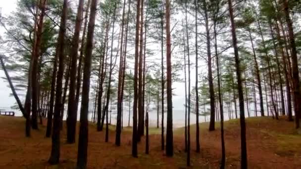 Walking Northen Baltic Pine Forest Latvia Getting Lost Enjoy Nature — Stock video