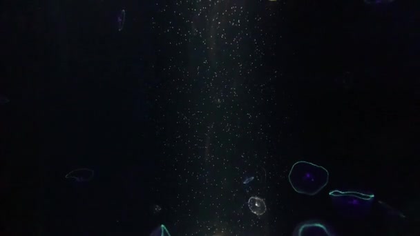 Jellyfish Aequorea Victoria Kamon Aquarium Japan — Videoclip de stoc