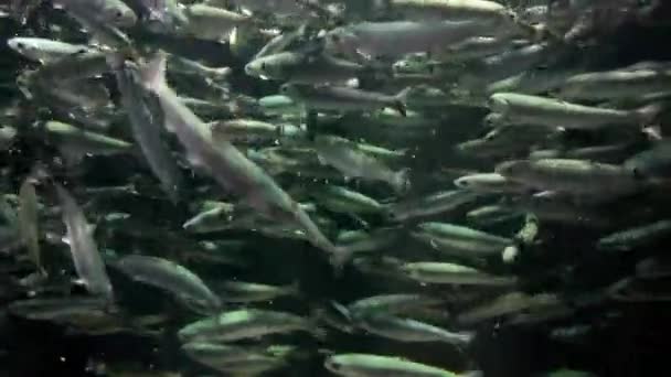 Peixes Cardumes Aquário Kamon Japão — Vídeo de Stock