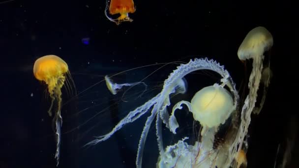 Jellyfish Chrysaora Belvola Kamon Aquarium Japan — 图库视频影像