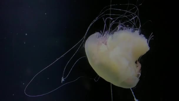 Jellyfish Cyanea Capillata Kamon Aquarium Japan — Video