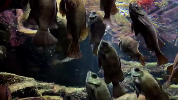 Jellyfish Group Fish Vertical Position Looking Fish Kamon Aquarium Japan — Stock video