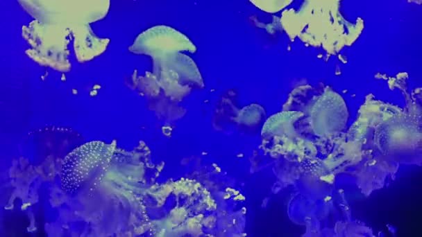 Медузи Phyllorhiza Punctata Kamon Aquarium Japan — стокове відео