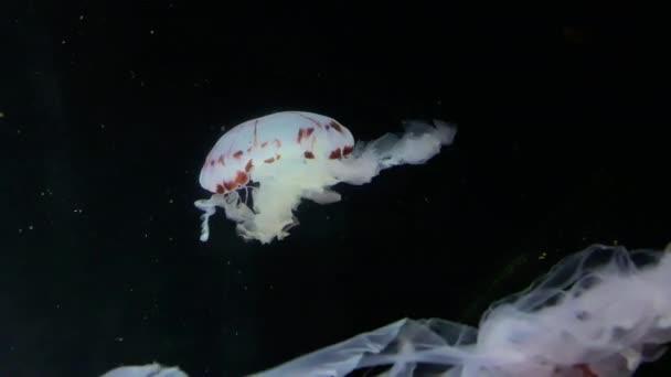 Jellyfish Chrysaora Colorata Kamon Aquarium Japan — Vídeo de Stock