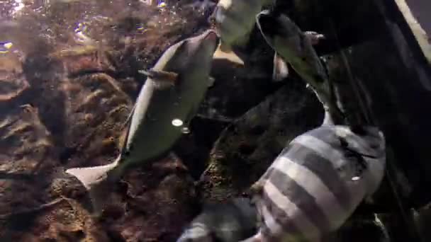 Fish Kamon Aquarium Japan — Stock videók