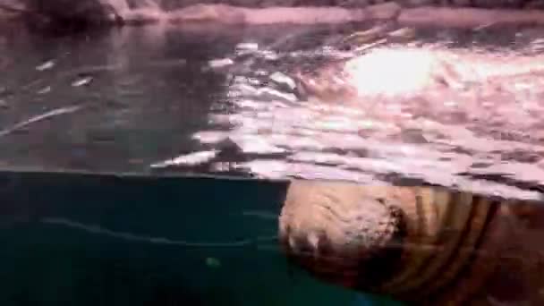 Mirounga Angustirostris Elephant Seal Kamon Aquarium Japan — Stock Video