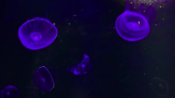 Jellyfish Aequorea Victoria Close Purple Jellyfish Kamon Aquarium Japan — Videoclip de stoc