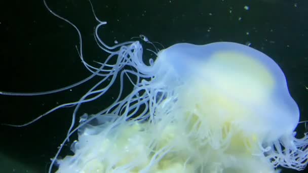 Jellyfish Phacellophora Chamtschatica Kamon Aquarium Japan — Stockvideo