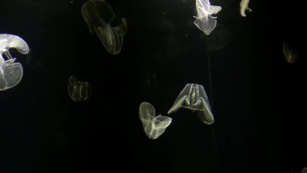Jellyfish Bolinopsis Phacellophora Chamtschatica Beautiful Background Jellyfish Floating Water Kamon — Stok video