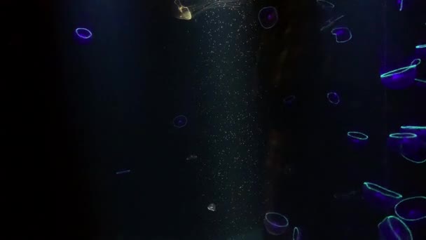 Jellyfish Aequorea Victoria Kamon Aquarium Japan — 图库视频影像
