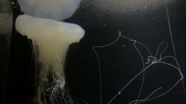 Jellyfish Cyanea Nozakii Kamon Aquarium Japan — Stock video