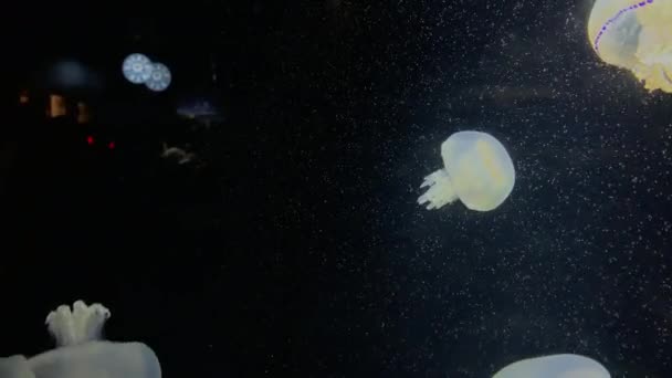 Μέδουσες Rhizostoma Pulmo Στο Kamon Aquarium Ιαπωνία — Αρχείο Βίντεο