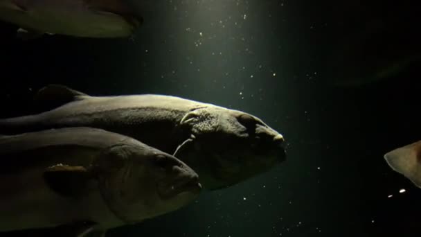 Stereolepis Doederieini Велика Риба Смугасті Самоцвіти Камон Акваріум Японія — стокове відео